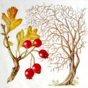 Conversations on Art: The Botanical Sally Pond
